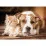 Noriel NOR5236 Puzzle "Companie"