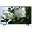 Телевизор LED 50 " Toshiba 50U5865EV, Black