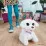 FurReal Friends GoGo F1971 Интерактивная игрушка Танцующий щенок