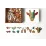 Piecezz 0968 Puzzle Giraffe, 70pcs