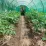 Тепличная плёнка Tehno MS 6x3x2.5m